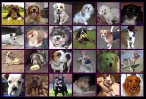 lostdogpage