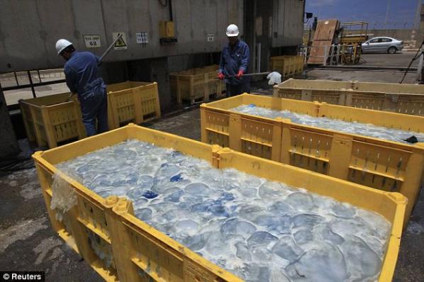 Disruption: Containers filled with jellyfish at Orot Rabin coal-fired power station in Israel.