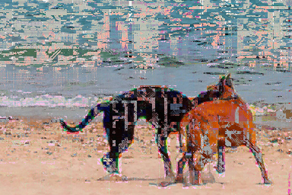 Paul Hertz, Dogs 001 (Foster Avenue Beach, Chicago), digital print, 2013 (from t