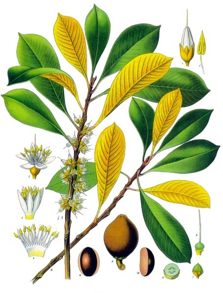 image - Palaquium gutta, or gutta-percha – from Franz Eugen Köhler, Köhler's Medizinal-Pflanzen, January 1, 1897 http://en.wikipedia.org/wiki/Gutta-percha