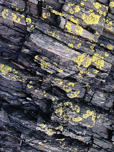 At the intersection between biology and geology - lichen on Devonian slate,  Old Mill Creek, Dartmouth, Devon, UK. Photo by J. R. Carpenter.﻿