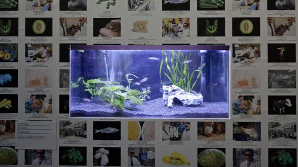 Lynn Hershman Leeson, Installation at ZKM. The Infinity Engine - genetically modified fishes 2015.
