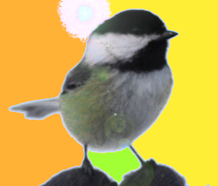 copy of bird in hand0